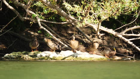 Patos-En-Una-Roca-Debajo-De-Algunos-árboles-A-Lo-Largo-De-Un-Río-Francia-Herault-Fauna-Ave